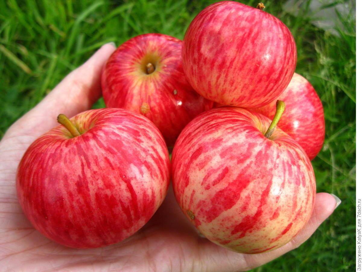 Яблоня коричное полосатое: описание, фото, отзывы