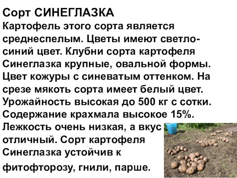 ᐉ сорт картофеля – синеглазка (ганнибал) описание и фото - roza-zanoza.ru
