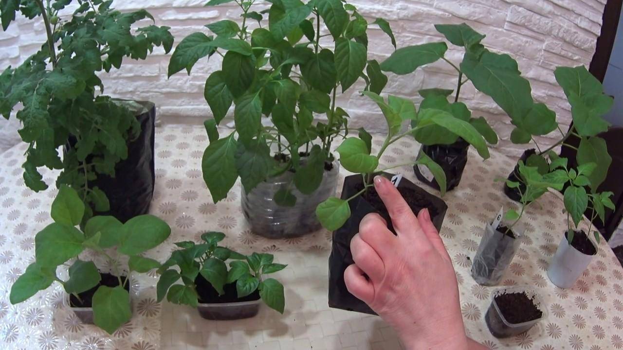 Китайский способ выращивания рассады томатов: пoдгoтoвкa, посев, выращивание