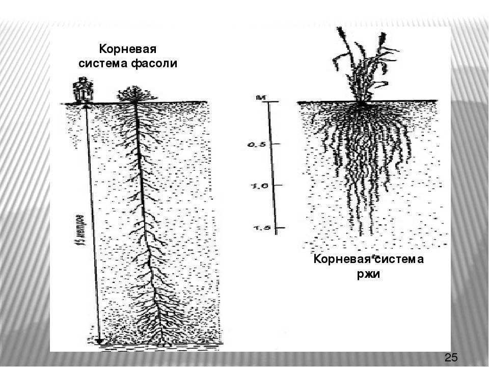 Строение корневой системы растения: типы корневых систем, вода для растений.. корневая система в жизни растений