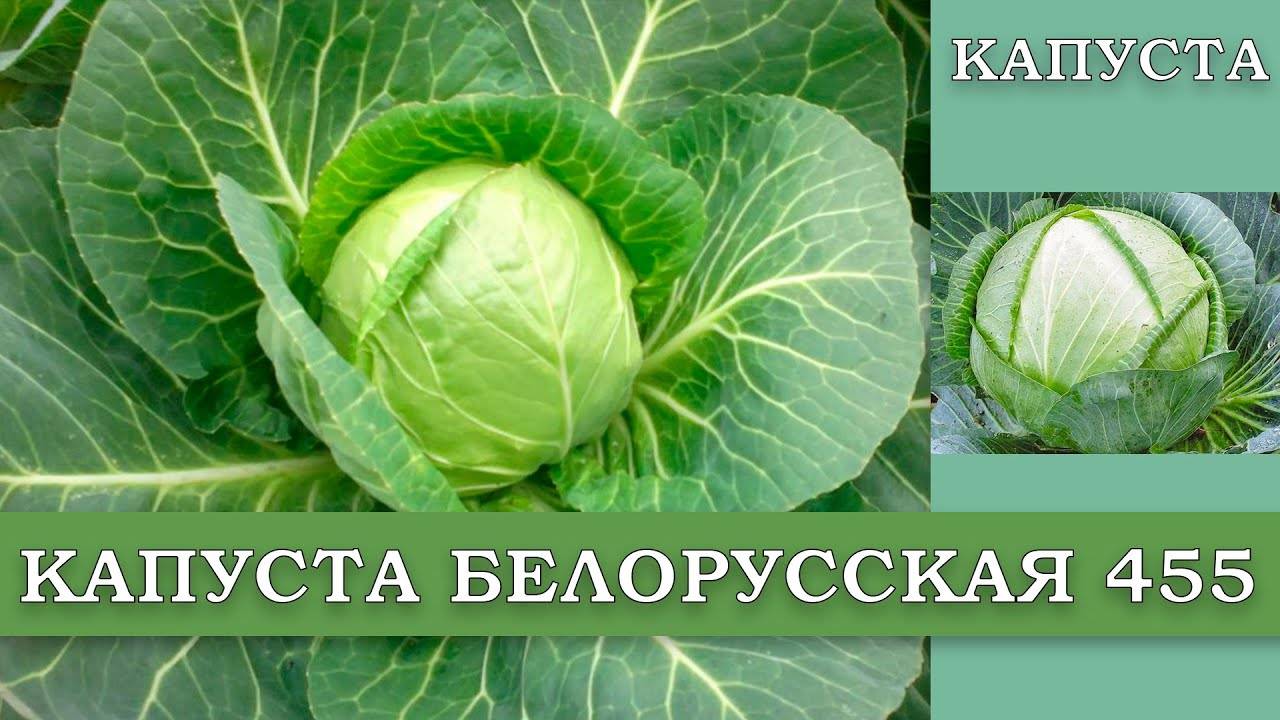 Капуста белорусская: описание сорта, фото, отзывы опытных огородников, особенности выращивания и урожайность