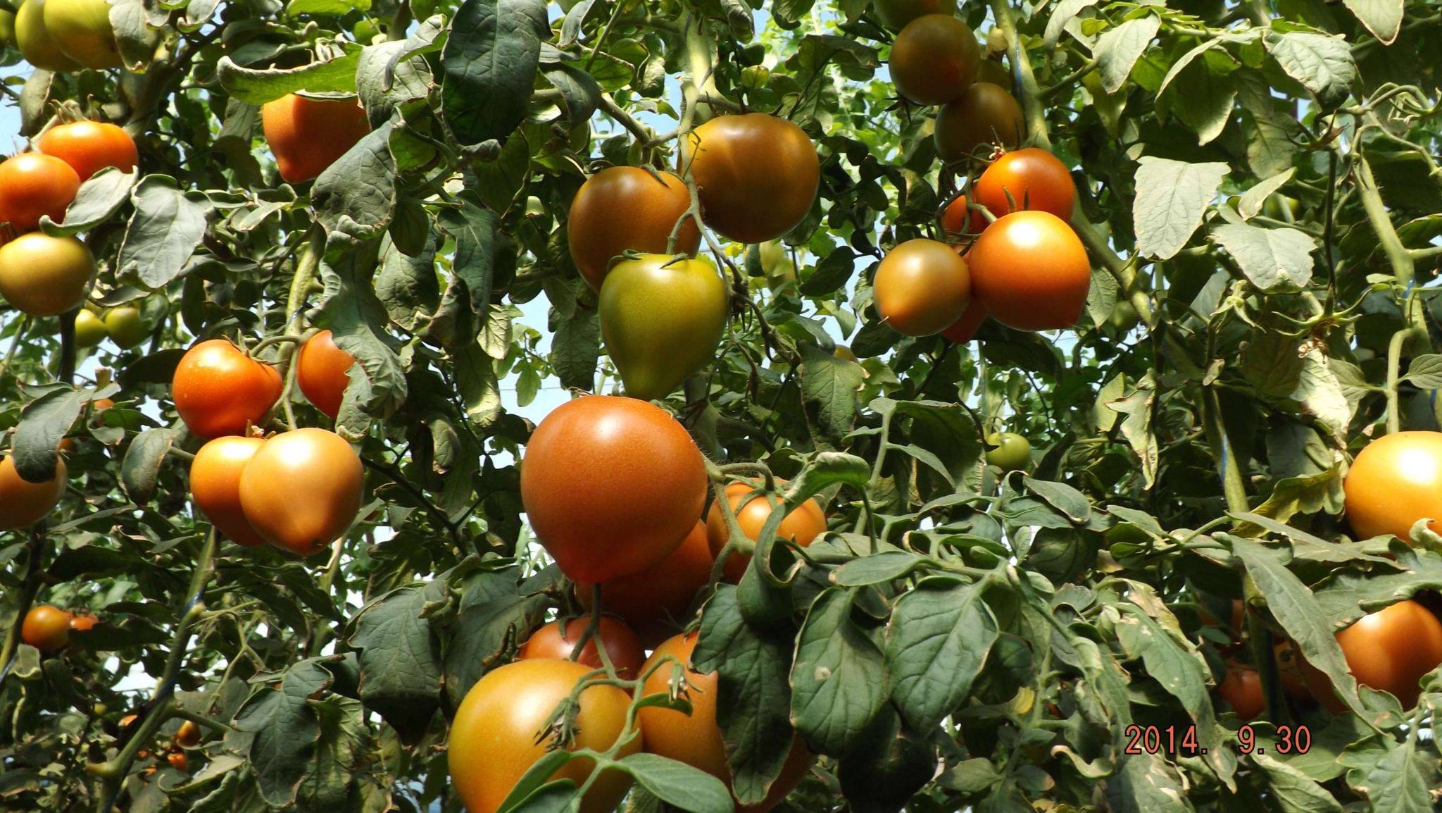 Описание гибридного сорта томатов Махитос F1 и выращивание рассады