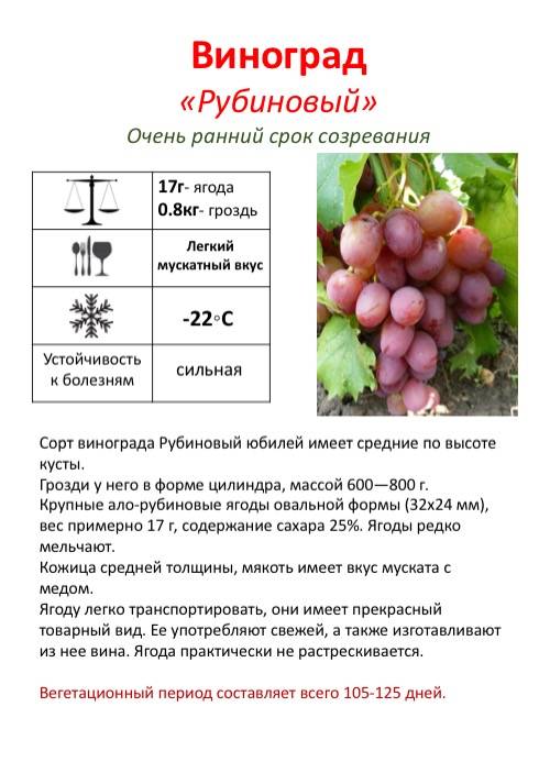 Описание винограда сорта Рубиновый юбилей, посадка и уход