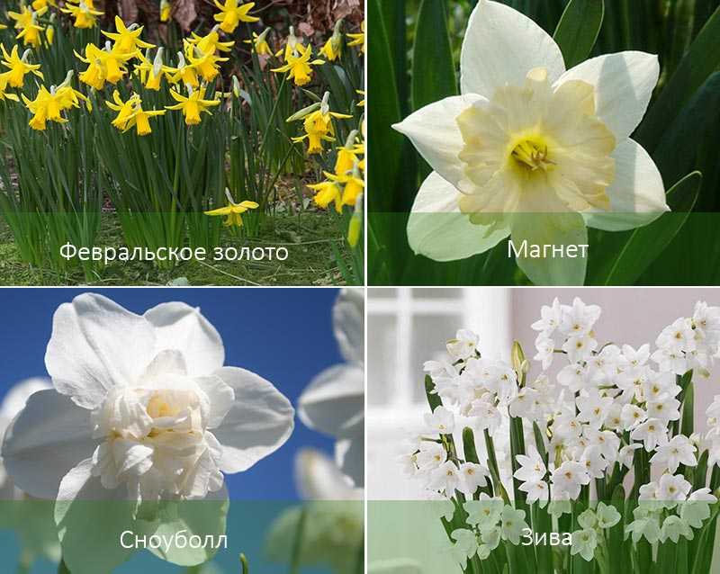 Нарциссы (60 фото): сорта, посадка и уход, удобрение и болезни, сочетание с другими растениями