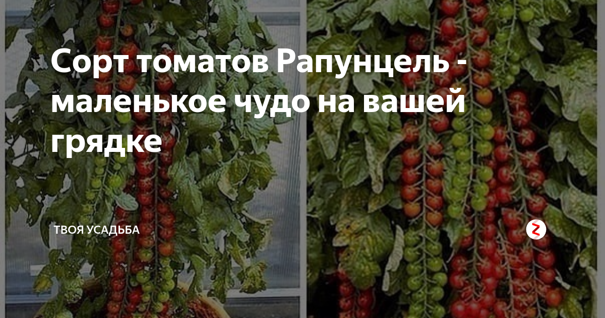 Помидор "рапунцель": описание сорта томата, фото созревших плодов, как вырастить в домашних условиях, а также как бороться с вредителями на растениях