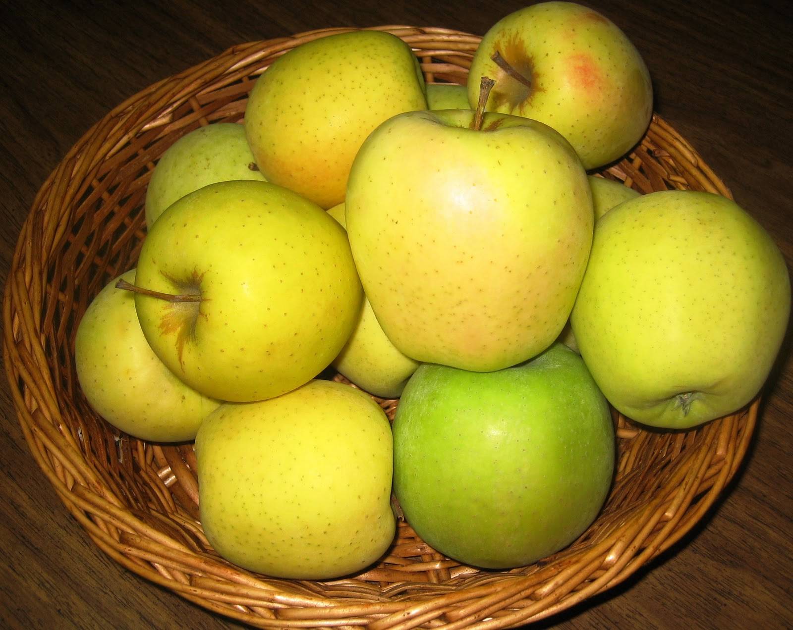 Сорт яблони голден фото и описание