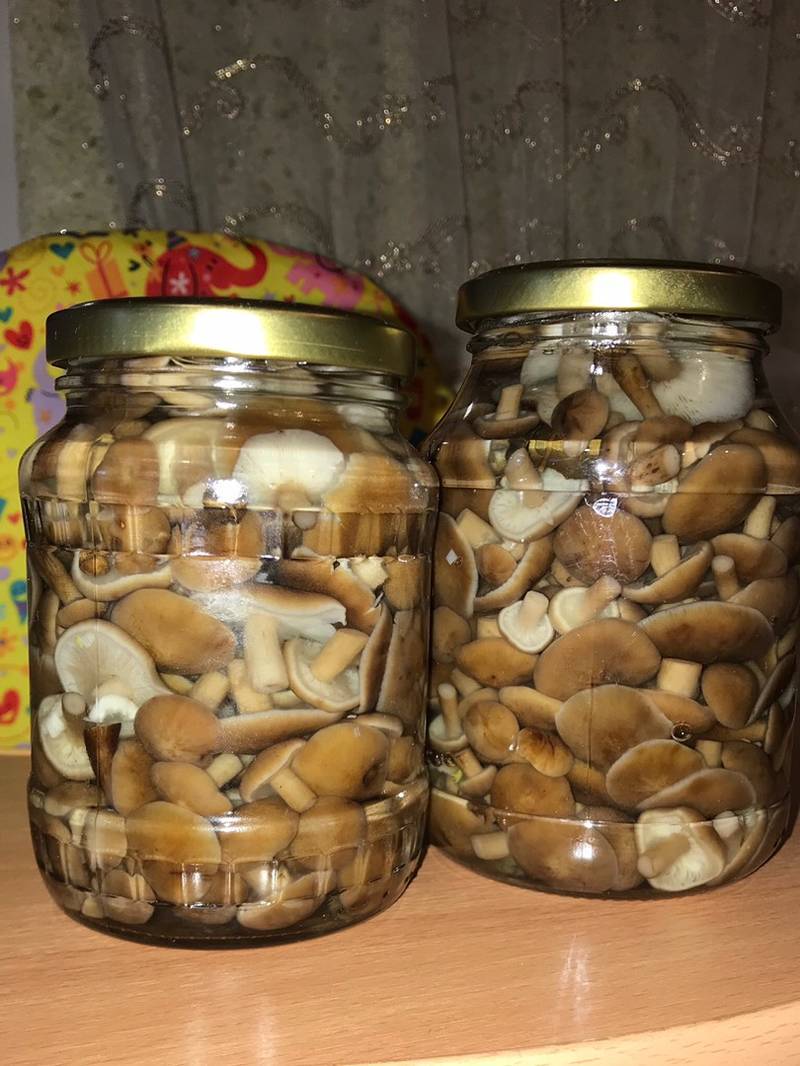 Белые грибы — рецепты приготовления вкусных белых грибов на зиму различными способами