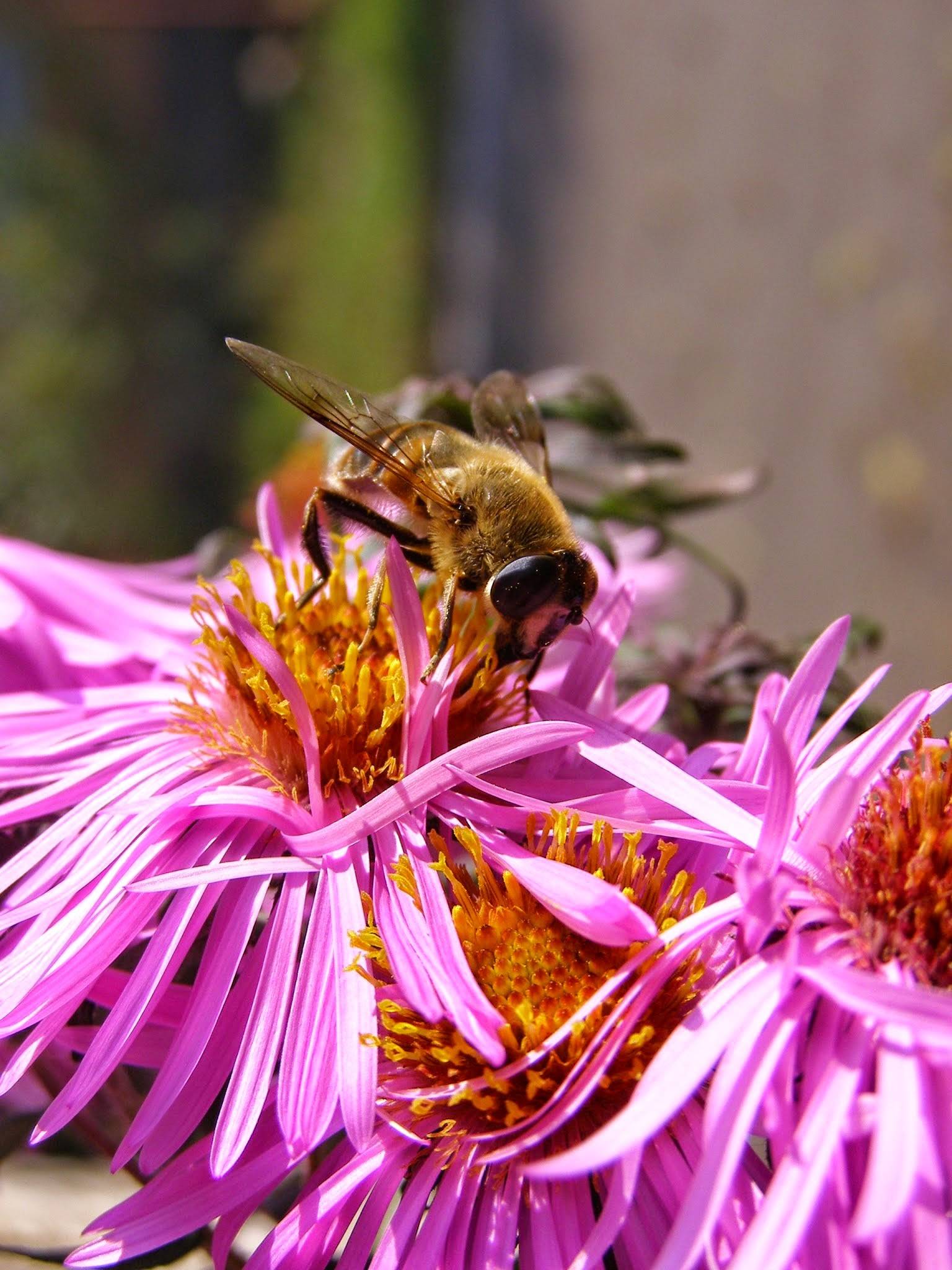 Медоносные растения для пчел – секреты урожая | сельскохозяйственная техника ао ммз