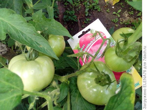 Совершенный вкус и хорошая урожайность — томат первоклашка: описание сорта и характеристики
