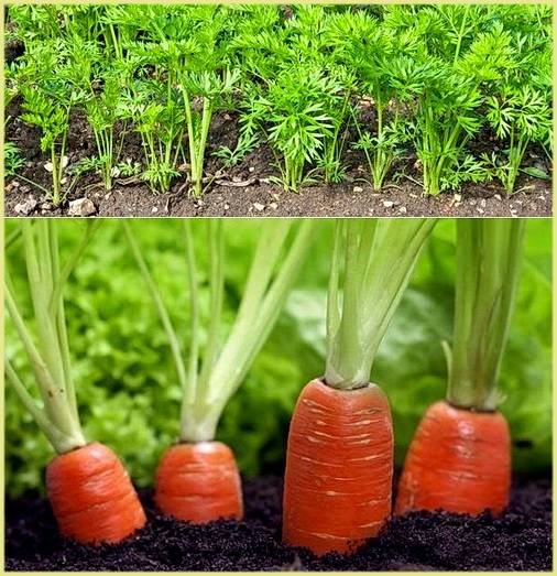 Сколько раз поливать морковь в открытом грунте весной и летом