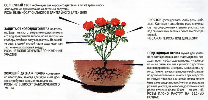 Выращивание парковых роз: как посадить и ухаживать в открытом грунте для новичков