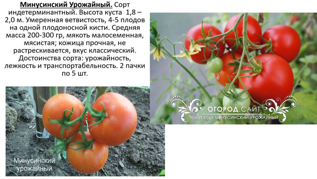 Томат чухлома: описание и характеристика сорта, фото помидоров, отзывы огородников, советы по получению богатого урожая
