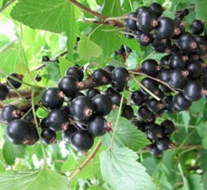 Ранний крупноплодный сорт чёрной смородины дар смольяниновой: описание, агротехника, фото