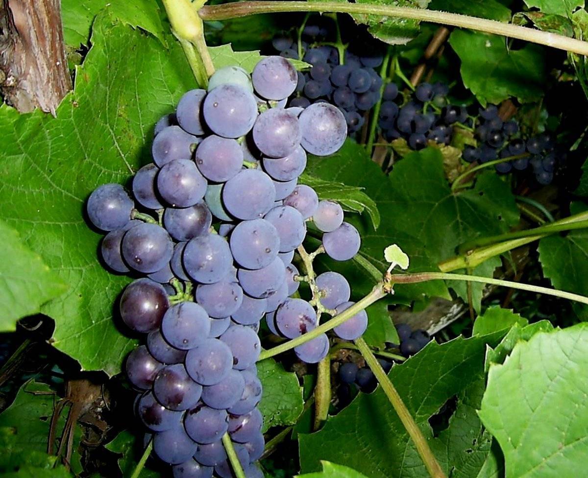 Сорт гелиос — новый столовый виноград