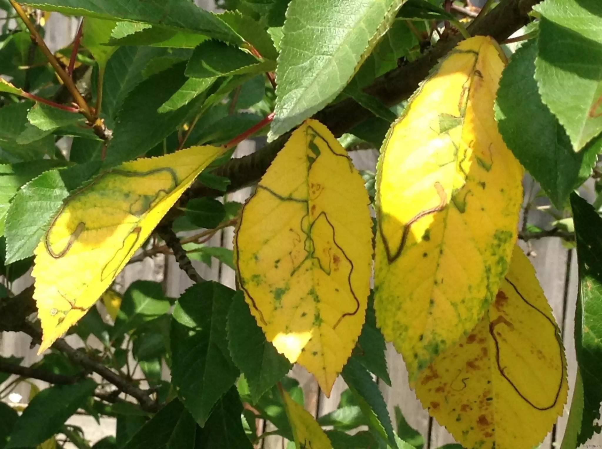 Почему желтеют листья на яблоне, разбираем причины и что делать
