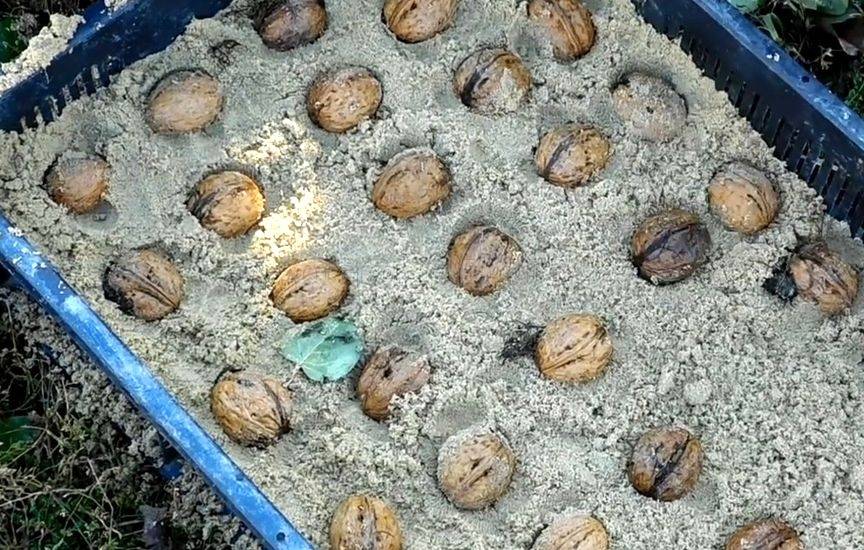 Как вырастить грецкий орех в домашних условиях: как посадить и выращивание - корневая система дерева, осенняя подкормка в домашних условиях