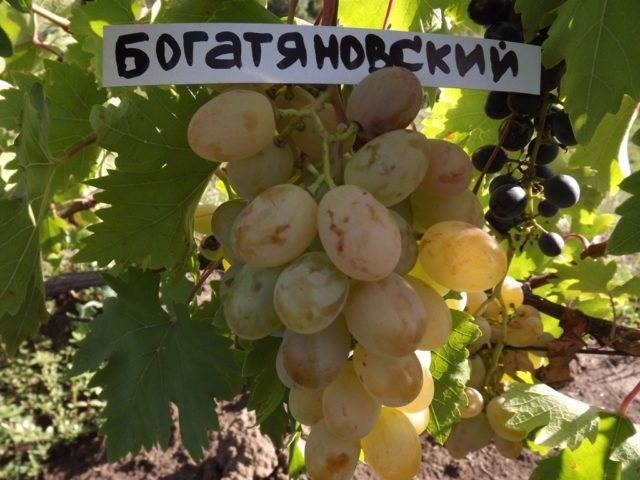Сорт винограда богатяновский
