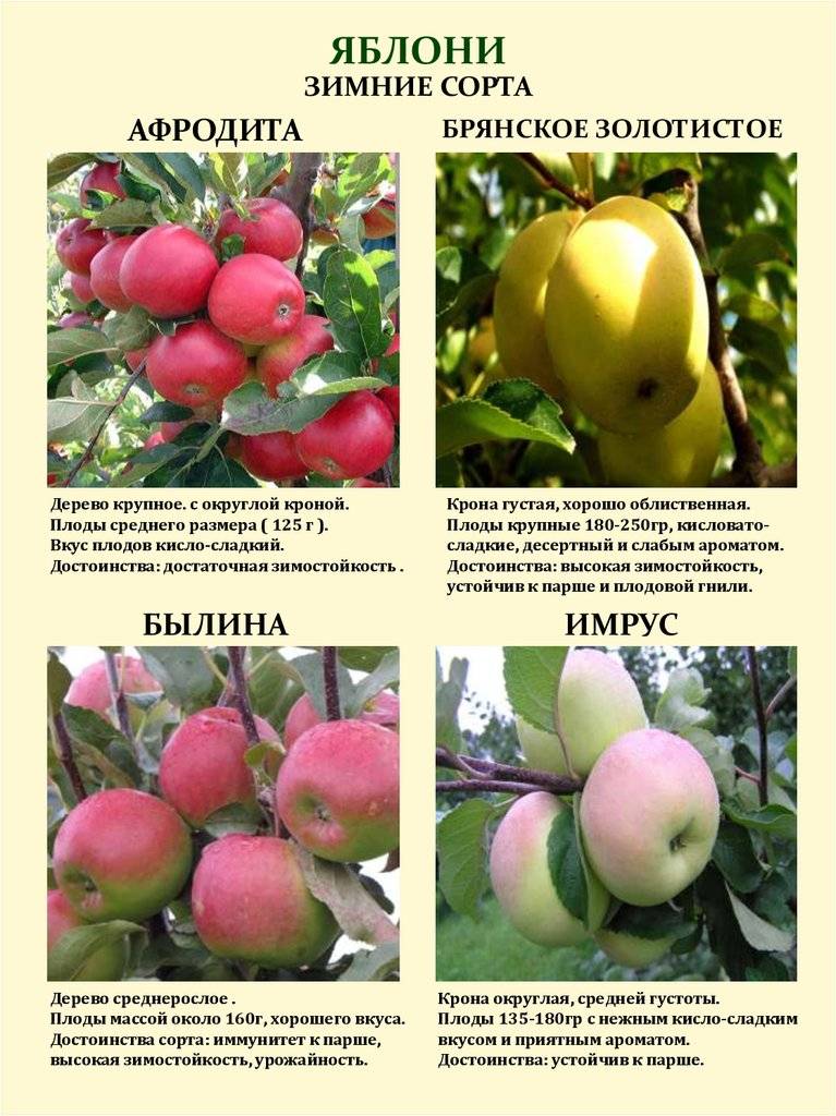 Яблоня пинова: описание, фото, отзывы
