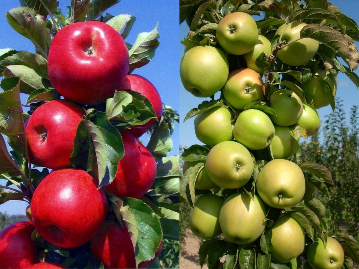 Сорта яблонь для подмосковья с фото и описанием: какие районированные деревья лучше посадить на даче в московской области