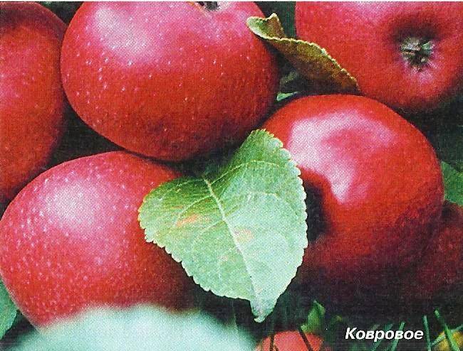 15 лучших сортов яблонь – рейтинг 2020 года