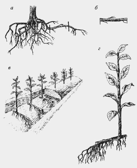 Как посадить черешню весной саженцами: сроки, правила и пошаговое руководство