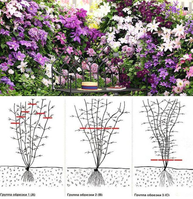 Клематисы в ландшафтном дизайне: деление по времени цветения, как обрезать и правила ухода - 28 фото