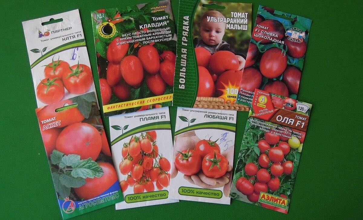 11 голландских сортов томатов для открытого грунта и теплиц, лучшие семена селекции