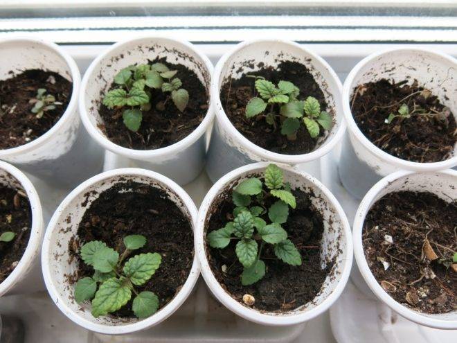 Как правильно посадить семена мяты в открытом грунте на даче