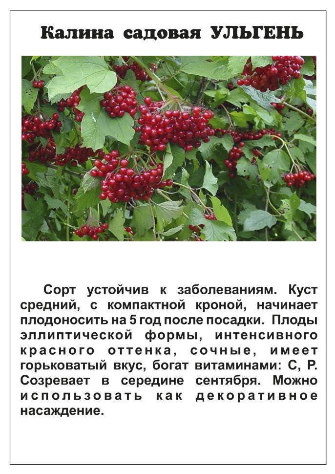 Выбираем сорта калины для посадки в сибири - posadka-uhod.ru