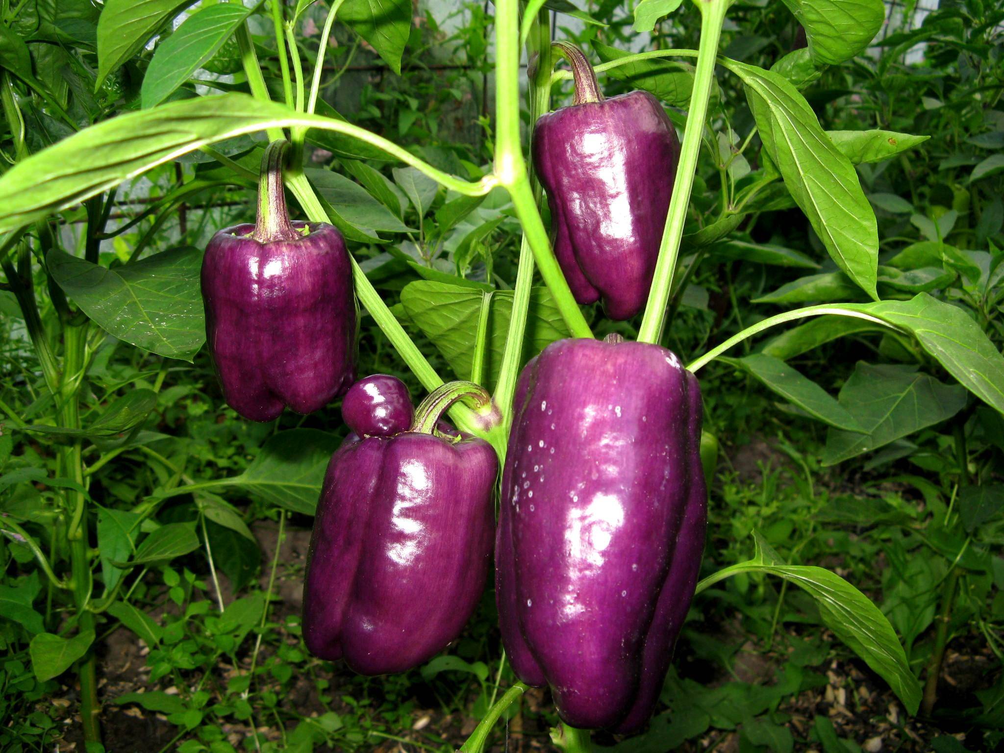 Фиолетовый горох: описание и особенности сортов, выращивание и урожайность с фото