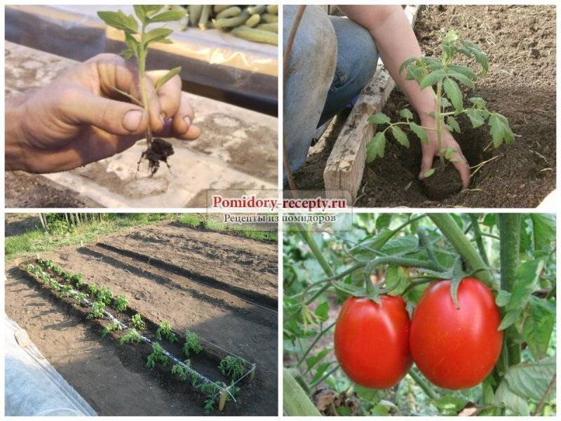 Для получения большого урожая томаты нужно правильно посадить — схема посадки помидоров в открытом грунте