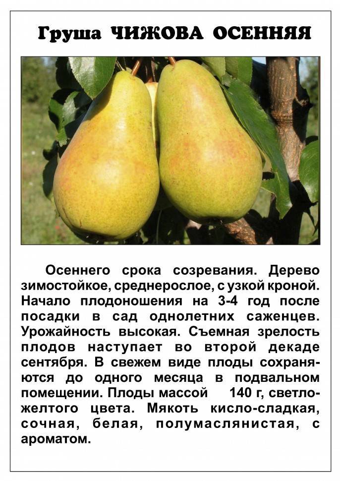 Полное описание зимнего сорта груши белорусская поздняя