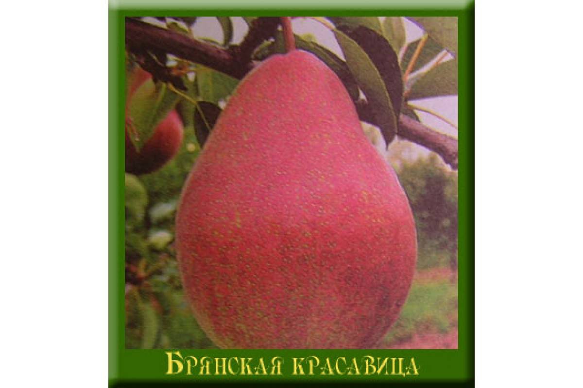 Груша брянская красавица, описание сорта, характеристика и отзывы, особенности выращивания