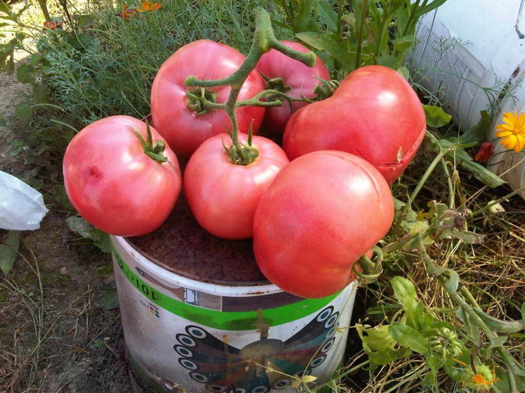 Описание сорта томата малиновка — особенности выращивания