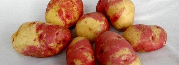 Картофель иван-да-марья: характеристика и описание сорта, способы выращивания