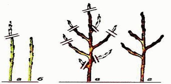 Обрезка колоновидных яблонь, в том числе для начинающих, а также схема формирования