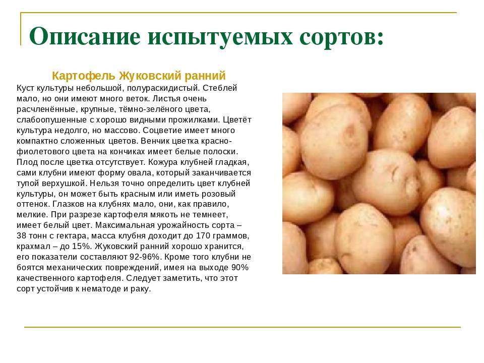 Картофель жуковский ранний: отзывы, фото, описание и характеристика сорта, урожайность