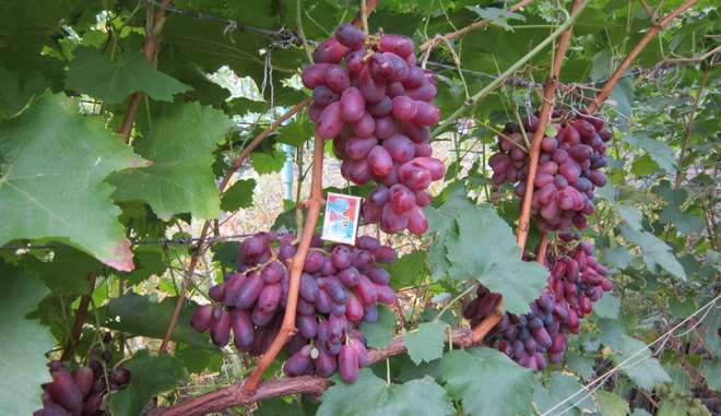 Виноград ризамат: описание сорта, фото, отзывы