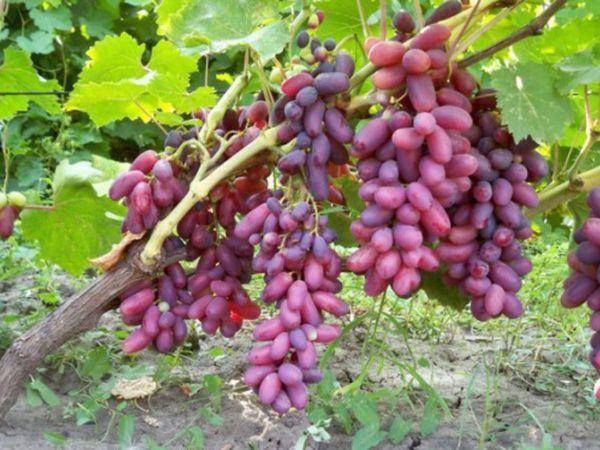 Виноград ризамат: селекция, описание, посадка и уход, достоинства, отзывы