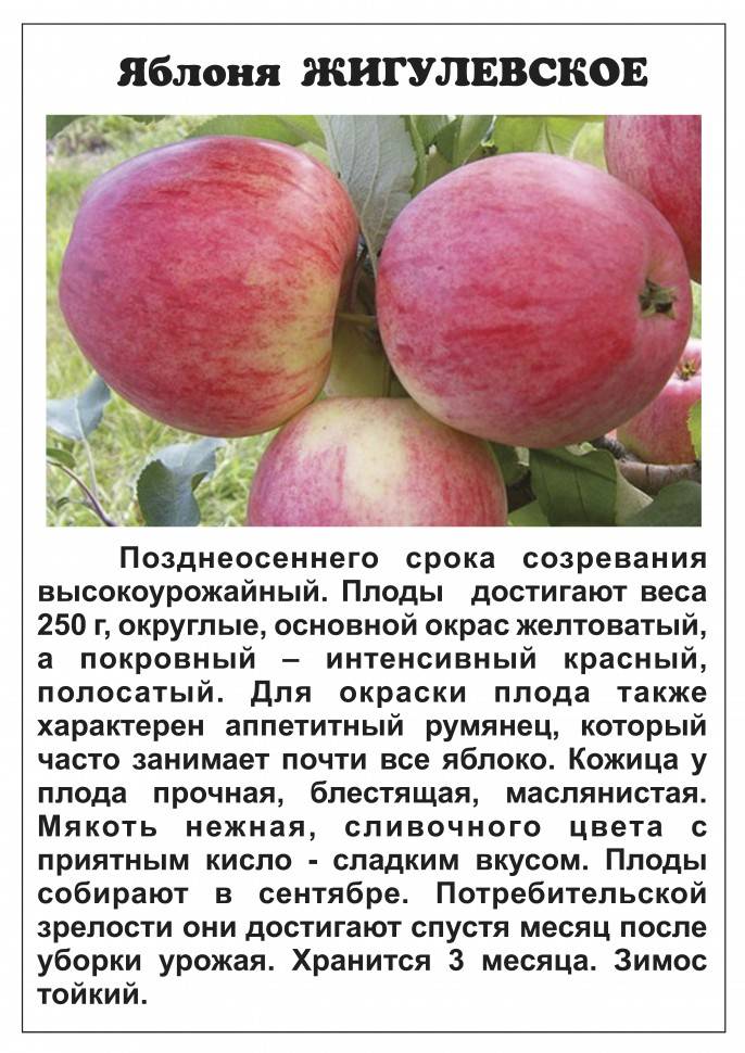Описание сорта яблони рудольф: фото яблок, важные характеристики, урожайность с дерева