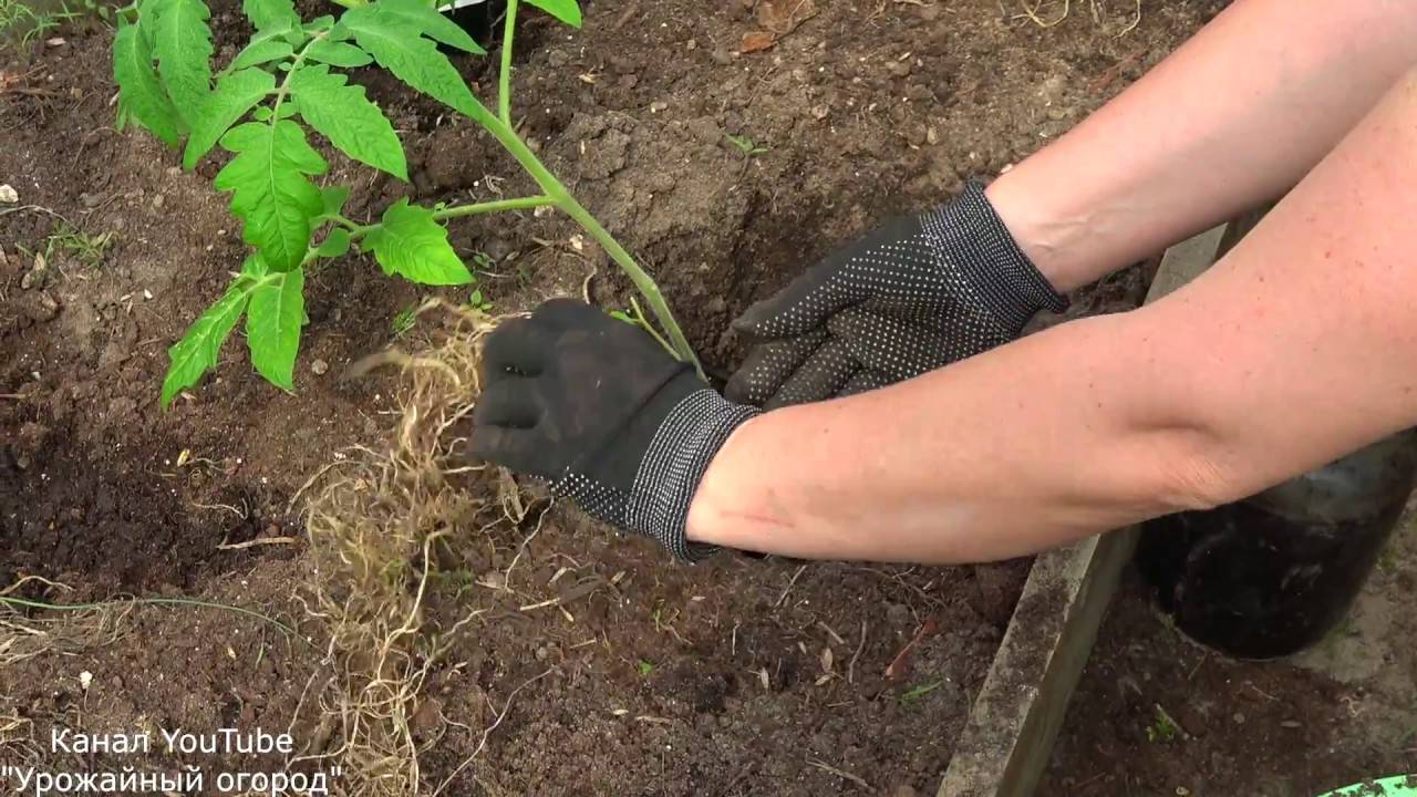 Как вырастить рассаду помидор, когда сажать