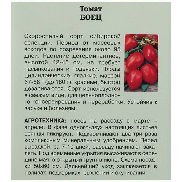 Боец (буян): описание сорта томата, характеристики помидоров, посев