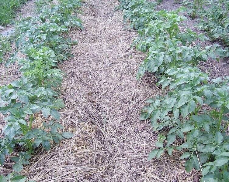 Чем хороша посадка картофеля под траву: метод использования необычной мульчи для выращивания качественного урожая