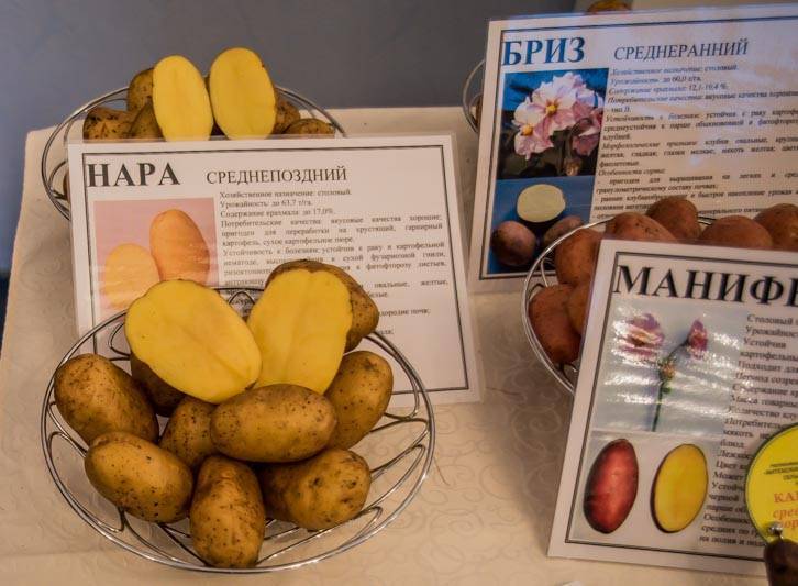 Картофель "манифест": описание сорта и основные характеристики