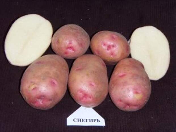 Картофель сорта снегирь: описание с фото, а также плюсы и минусы, советы по уходу и выращиванию картошки