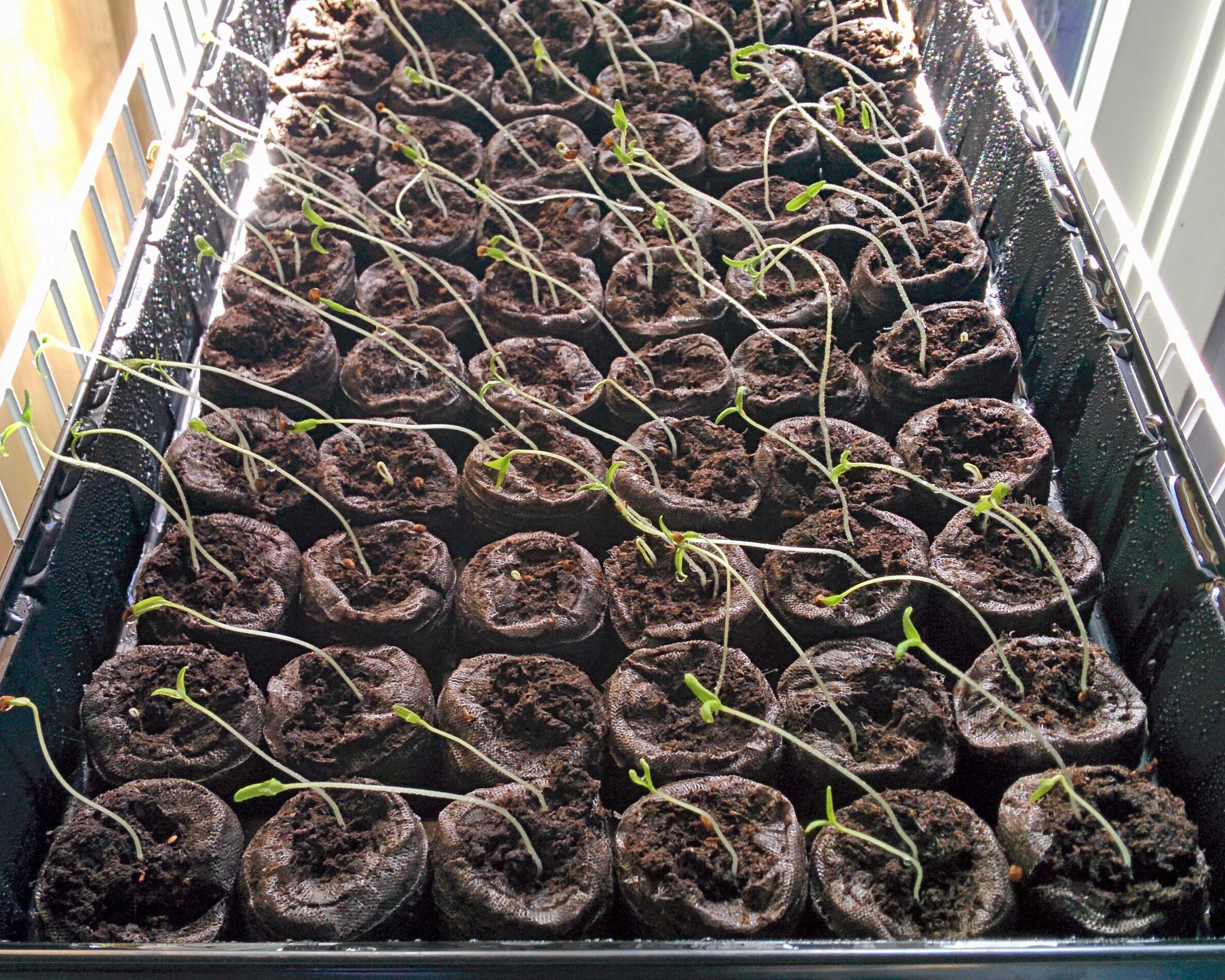Выращивание рассады томатов в домашних условиях| уход технология