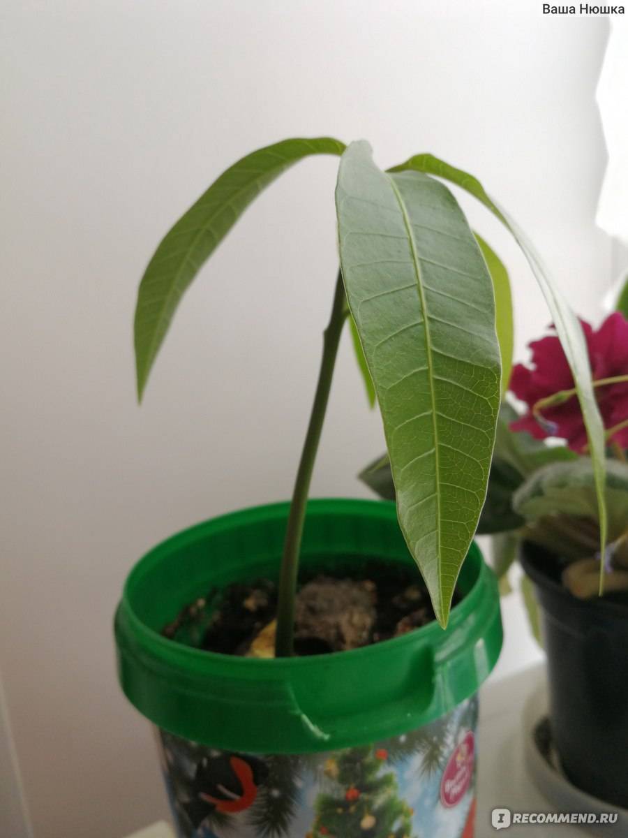 Выращивание манго из косточки в домашних условиях