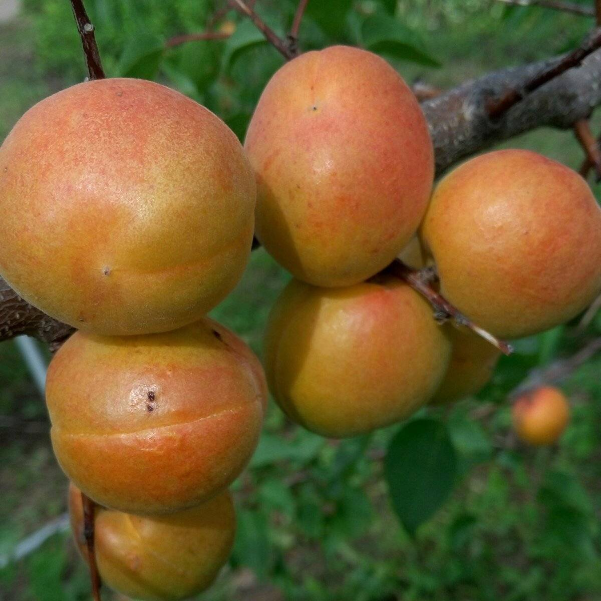 Лучшие сорта абрикосов для средней полосы-описание и фото
