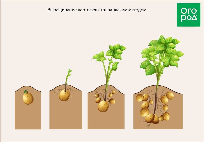 Как вырастить картофель по голландской технологии
