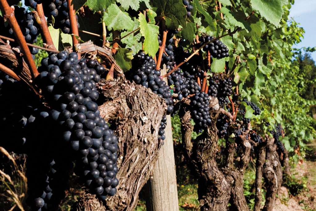 Виноград пино нуар: селекция, описание, посадка и уход, достоинства, известные вина, отзывы